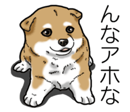 Daily Aka Shiba Inu sticker #13437440