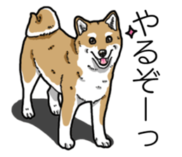 Daily Aka Shiba Inu sticker #13437441
