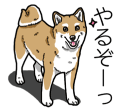 Daily Aka Shiba Inu sticker #13437441