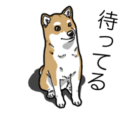 Daily Aka Shiba Inu sticker #13437442