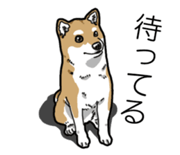 Daily Aka Shiba Inu sticker #13437442