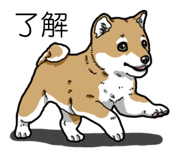 Daily Aka Shiba Inu sticker #13437444