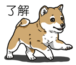 Daily Aka Shiba Inu sticker #13437444