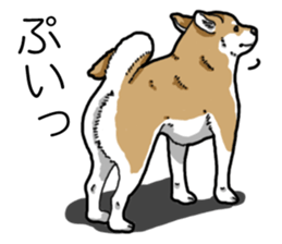 Daily Aka Shiba Inu sticker #13437446