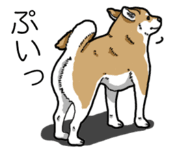 Daily Aka Shiba Inu sticker #13437446