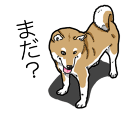 Daily Aka Shiba Inu sticker #13437449