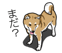 Daily Aka Shiba Inu sticker #13437449