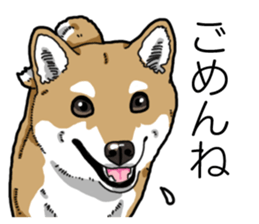 Daily Aka Shiba Inu sticker #13437450