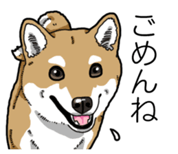 Daily Aka Shiba Inu sticker #13437450
