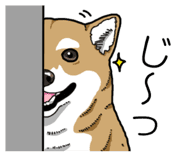 Daily Aka Shiba Inu sticker #13437452