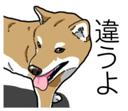 Daily Aka Shiba Inu sticker #13437454