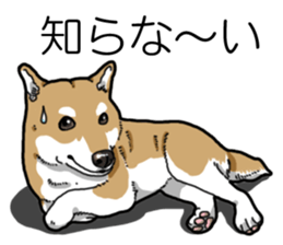 Daily Aka Shiba Inu sticker #13437455