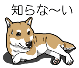 Daily Aka Shiba Inu sticker #13437455