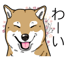 Daily Aka Shiba Inu sticker #13437456