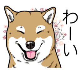 Daily Aka Shiba Inu sticker #13437456