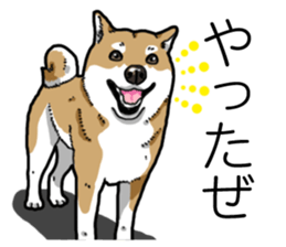 Daily Aka Shiba Inu sticker #13437457