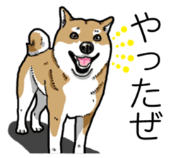 Daily Aka Shiba Inu sticker #13437457