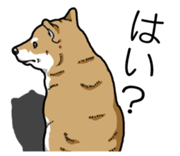 Daily Aka Shiba Inu sticker #13437458