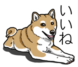 Daily Aka Shiba Inu sticker #13437459