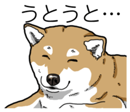 Daily Aka Shiba Inu sticker #13437460