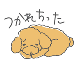Leon is a Toy Poodle.(Japanese) sticker #13438309
