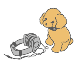 Leon is a Toy Poodle.(Japanese) sticker #13438317