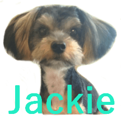 Yorkshire terrier Jackie