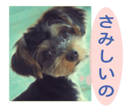 Yorkshire terrier Jackie sticker #13441839