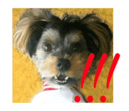 Yorkshire terrier Jackie sticker #13441846