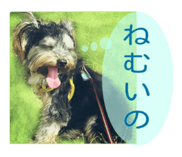 Yorkshire terrier Jackie sticker #13441848