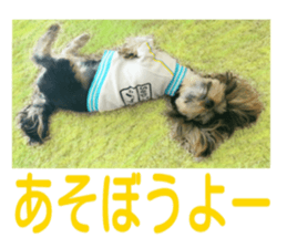 Yorkshire terrier Jackie sticker #13441849