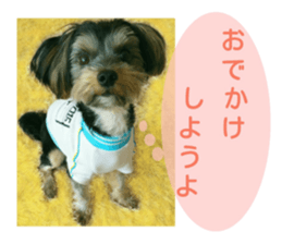 Yorkshire terrier Jackie sticker #13441854