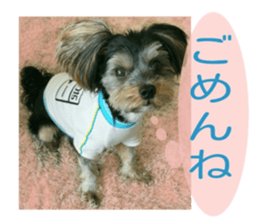 Yorkshire terrier Jackie sticker #13441856