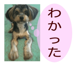 Yorkshire terrier Jackie sticker #13441857