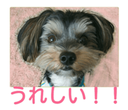 Yorkshire terrier Jackie sticker #13441860