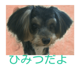 Yorkshire terrier Jackie sticker #13441861