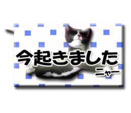 Howl sticker #13442087