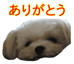 THE Ten-chan, chihuahua and maltese sticker #13442102