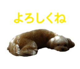 THE Ten-chan, chihuahua and maltese sticker #13442105