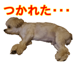 THE Ten-chan, chihuahua and maltese sticker #13442108