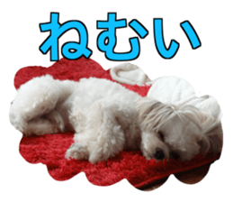 THE Ten-chan, chihuahua and maltese sticker #13442109