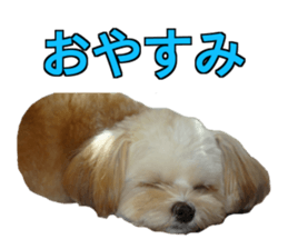 THE Ten-chan, chihuahua and maltese sticker #13442110