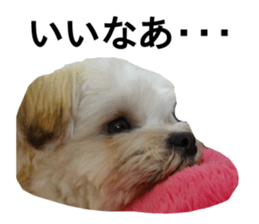 THE Ten-chan, chihuahua and maltese sticker #13442112