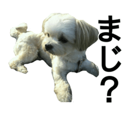 THE Ten-chan, chihuahua and maltese sticker #13442113