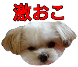 THE Ten-chan, chihuahua and maltese sticker #13442115