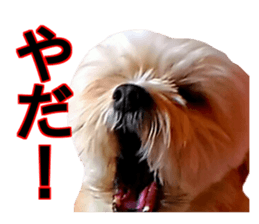 THE Ten-chan, chihuahua and maltese sticker #13442116