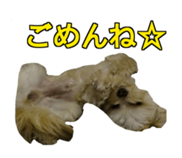 THE Ten-chan, chihuahua and maltese sticker #13442117