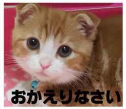 kinaco in my home sticker #13442174