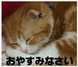 kinaco in my home sticker #13442176