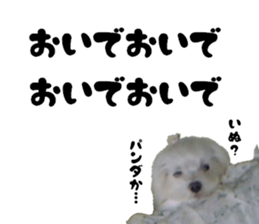 My little vivi sticker #13442258